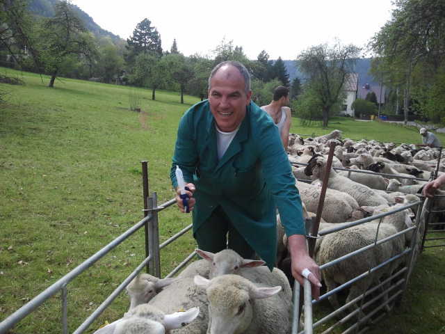 Impfung von Schafen
