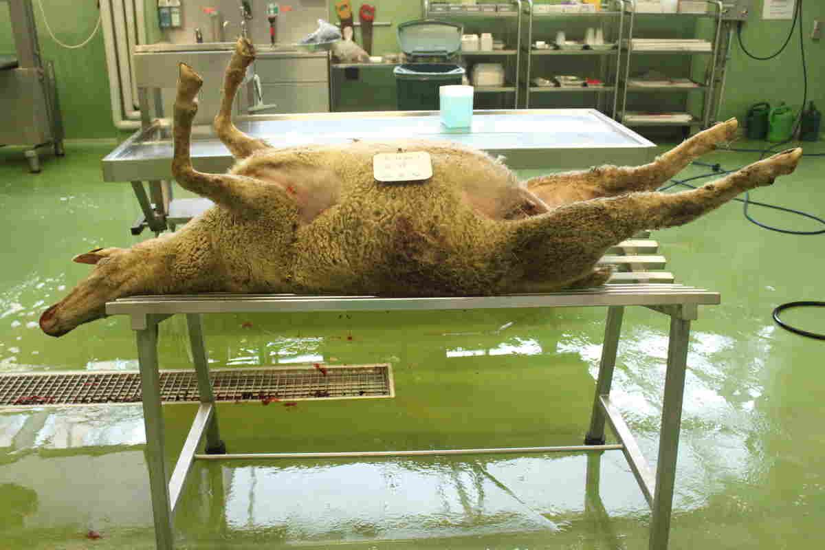 Pathologisch-anatomische Untersuchung eines verendeten Schafes