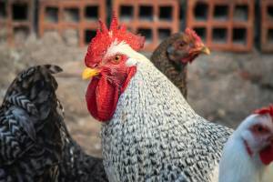 Kooperationsveranstaltung des Projektes "Netzwerk Fokus Tierwohl"