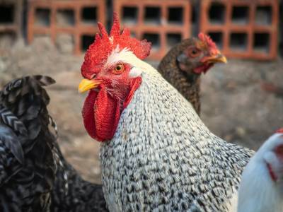 Kooperationsveranstaltung des Projektes "Netzwerk Fokus Tierwohl"